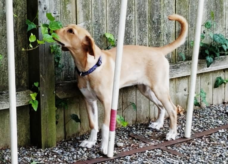 Neddy, a Miniature Schnauzer and Labrador Retriever mix tested with EmbarkVet.com