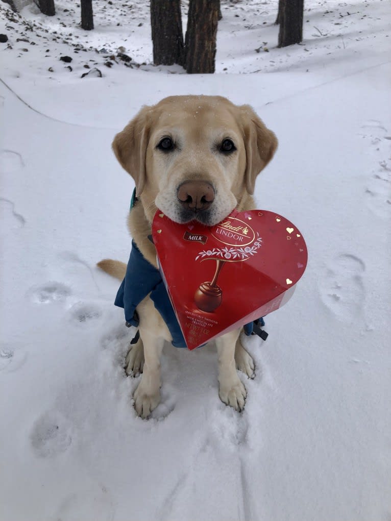 Brae, a Labrador Retriever tested with EmbarkVet.com