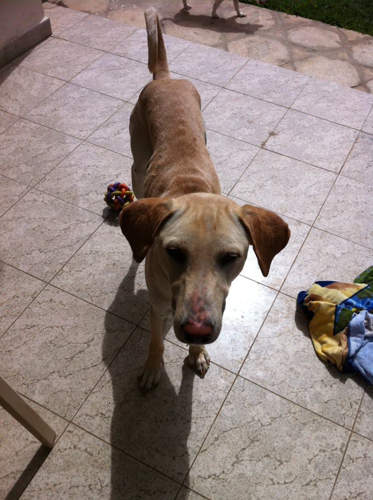 Surf, a West African Village Dog tested with EmbarkVet.com