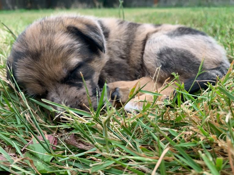 Tsunami (Sue), a Catahoula Leopard Dog and German Shepherd Dog mix tested with EmbarkVet.com