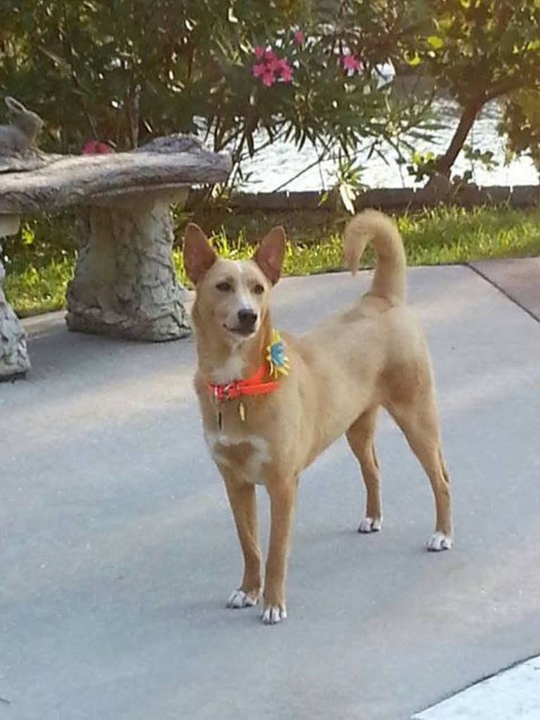 Lacey, a Carolina Dog tested with EmbarkVet.com