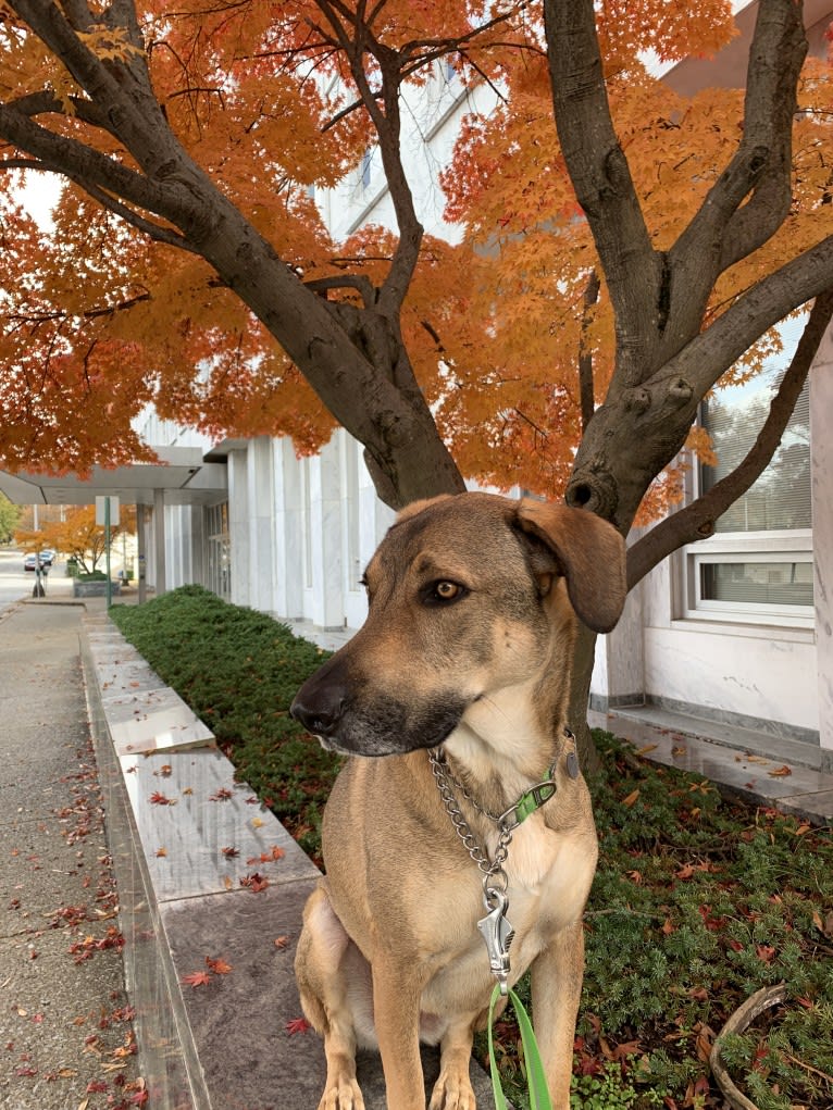 Moshe-Moo, a German Shepherd Dog and Beagle mix tested with EmbarkVet.com