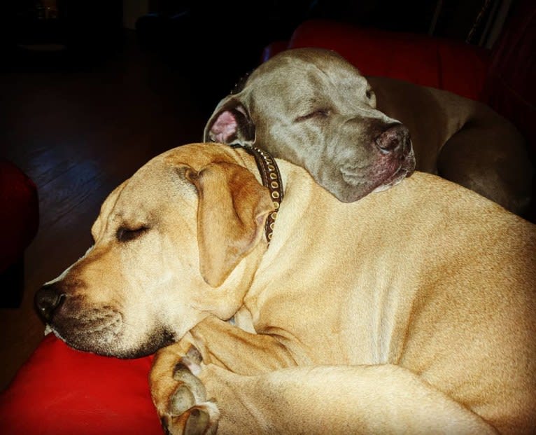 Creedence, an American Pit Bull Terrier and American Staffordshire Terrier mix tested with EmbarkVet.com