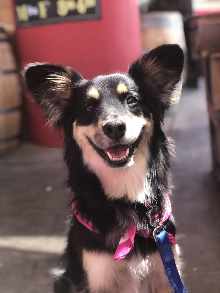 Luna, an Australian Cattle Dog and Chow Chow mix tested with EmbarkVet.com