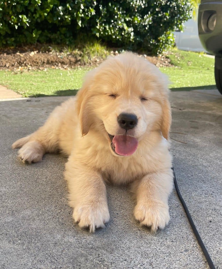 Selene, a Golden Retriever tested with EmbarkVet.com