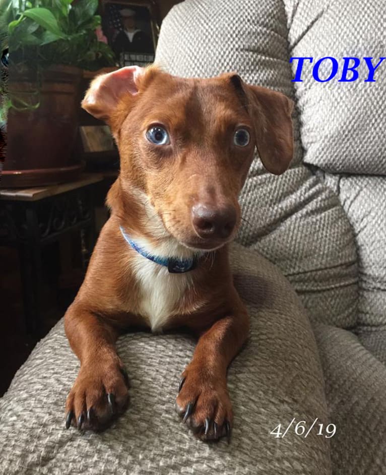 Tobi, a Dachshund and Chihuahua mix tested with EmbarkVet.com