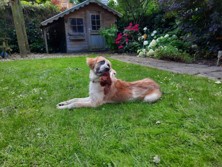 Mika, a West Asian Village Dog tested with EmbarkVet.com