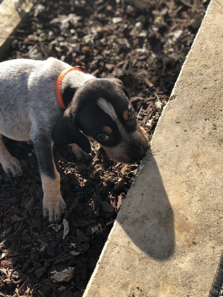 Archie, a Bluetick Coonhound tested with EmbarkVet.com