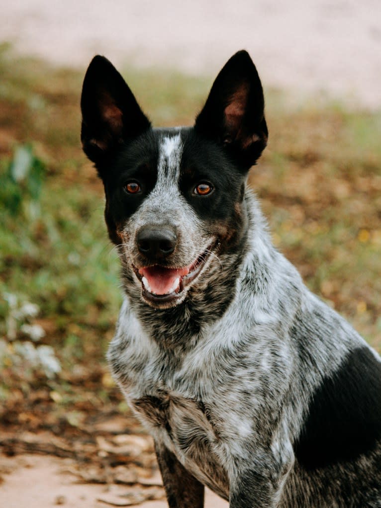 Bruce, an Australian Cattle Dog tested with EmbarkVet.com