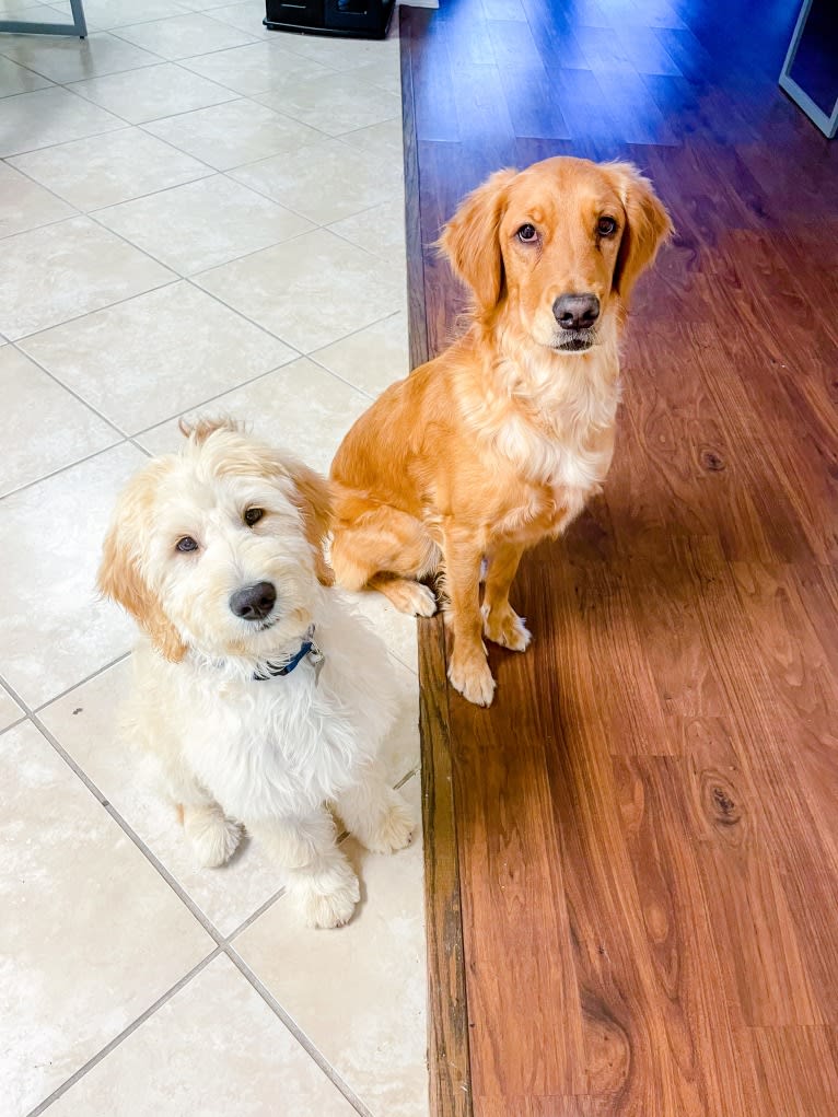 Emmie, a Golden Retriever tested with EmbarkVet.com