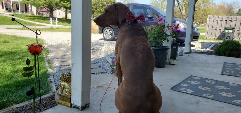 Dakota, a Chesapeake Bay Retriever and German Shorthaired Pointer mix tested with EmbarkVet.com