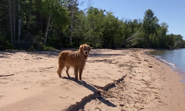 Timber “Gross Manor’s I’ll Be The One You Won’t Forget”, a Golden Retriever tested with EmbarkVet.com