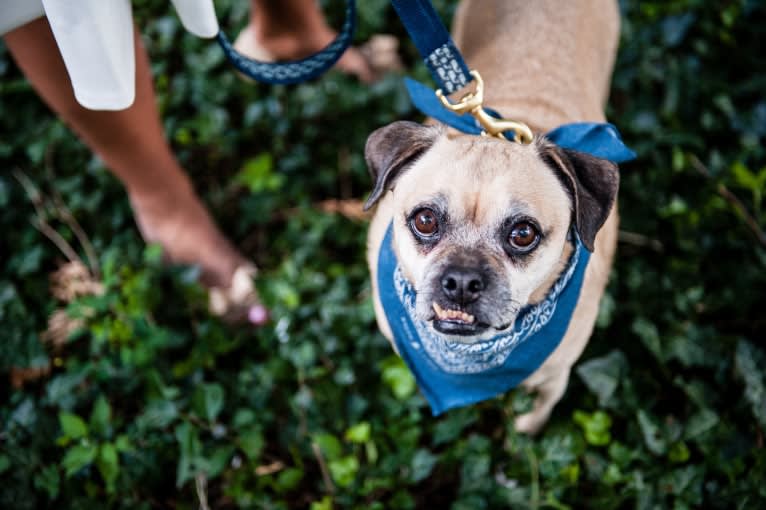 Zeus, a Pug and Rat Terrier mix tested with EmbarkVet.com