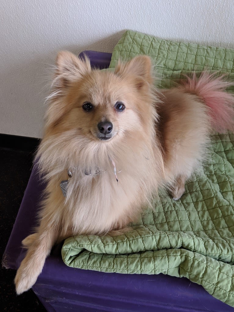 Luther, a Pomeranian tested with EmbarkVet.com