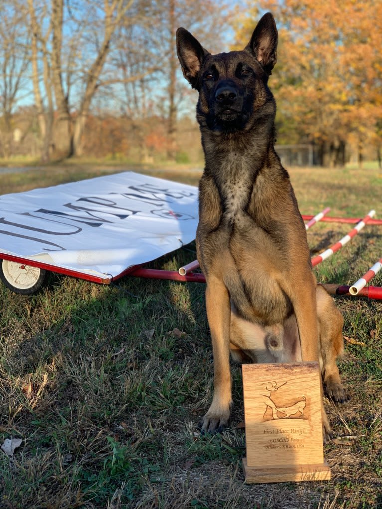 Snowflake, a Belgian Shepherd tested with EmbarkVet.com