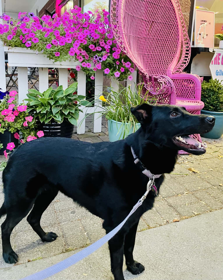 Roxie, a Labrador Retriever and German Shepherd Dog mix tested with EmbarkVet.com