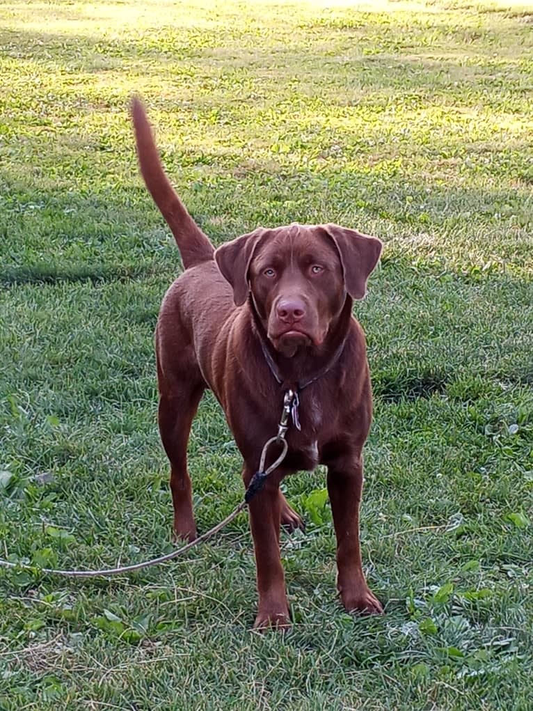 Max, a Labrador Retriever and Australian Cattle Dog mix tested with EmbarkVet.com
