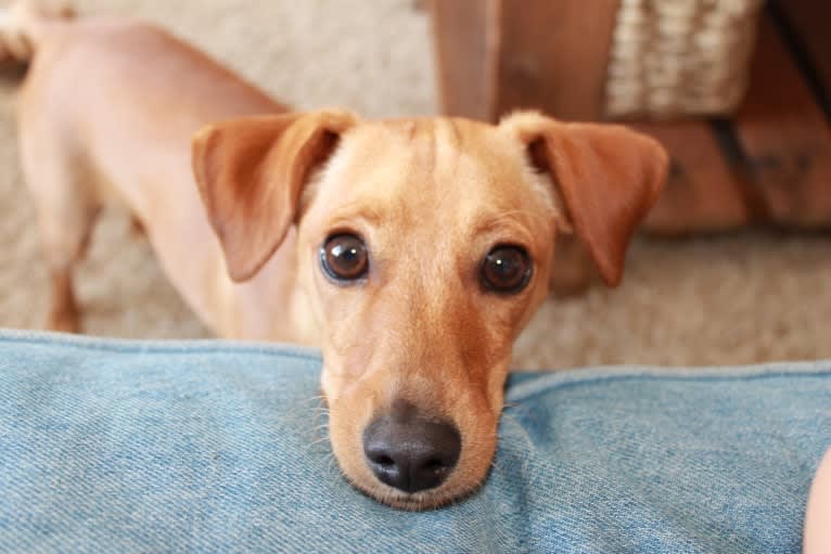 Jack, a Miniature Pinscher and Poodle (Small) mix tested with EmbarkVet.com