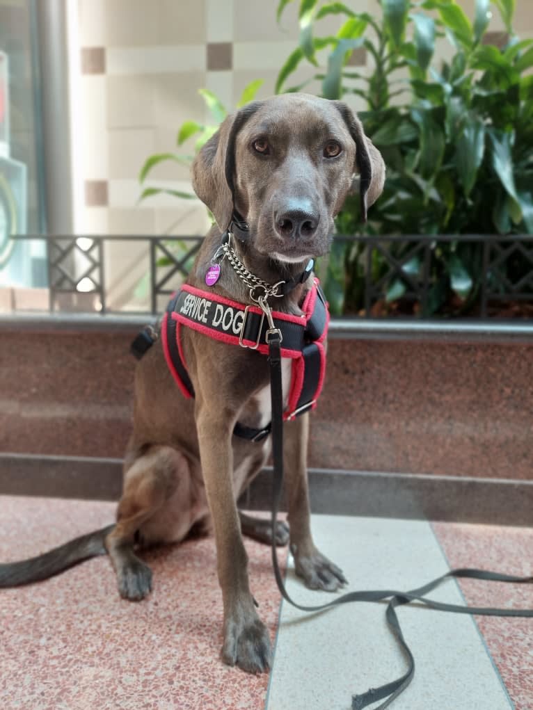 Wendigo "Wendi", a Weimaraner and German Shepherd Dog mix tested with EmbarkVet.com