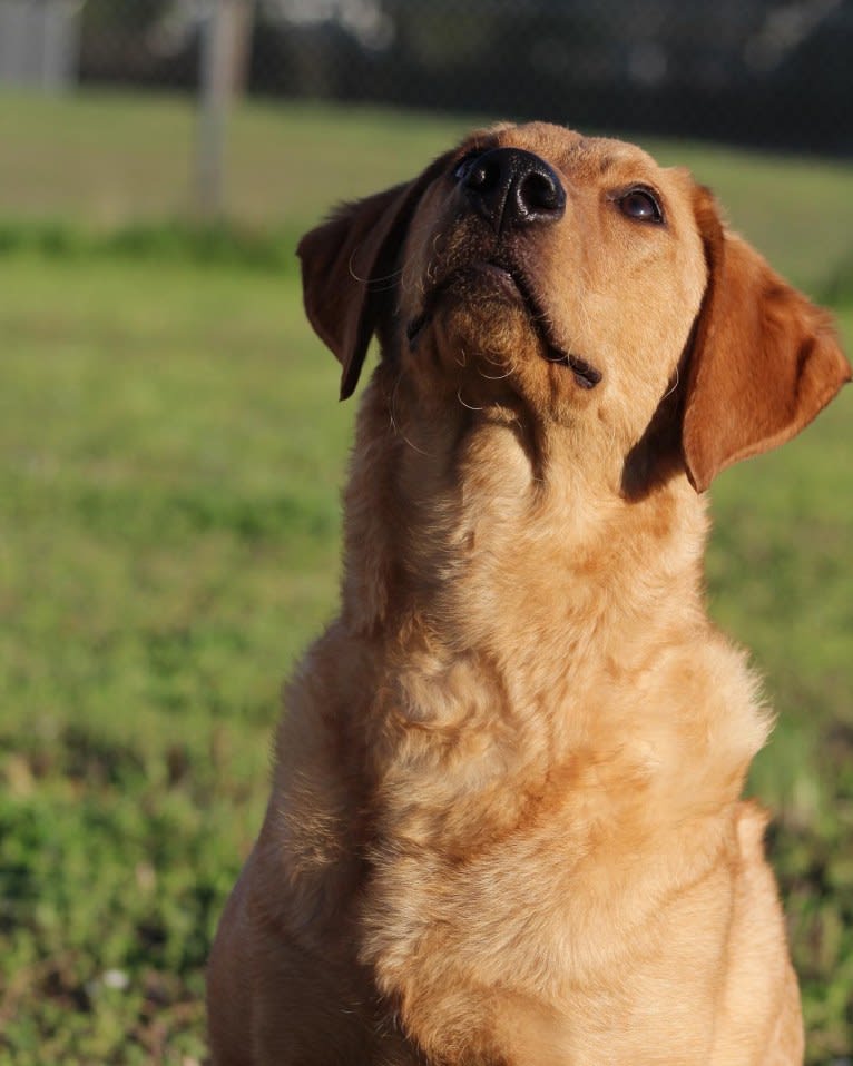 Murphy, a Labradoodle tested with EmbarkVet.com