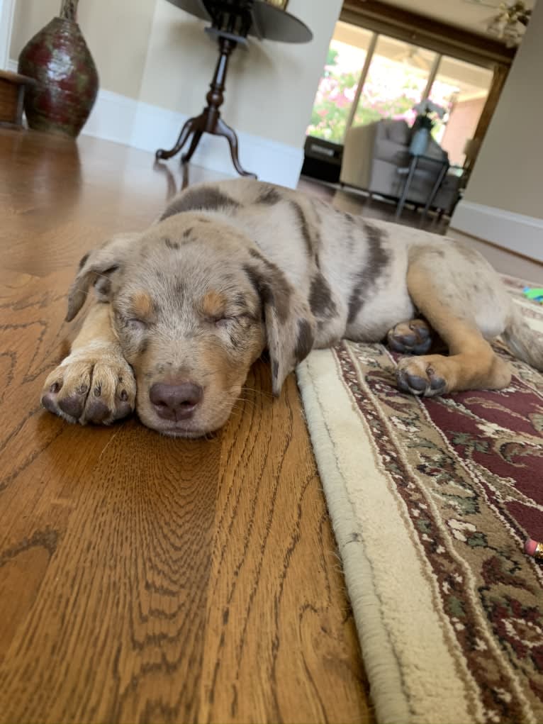 Bauer, an Australian Cattle Dog and Catahoula Leopard Dog mix tested with EmbarkVet.com