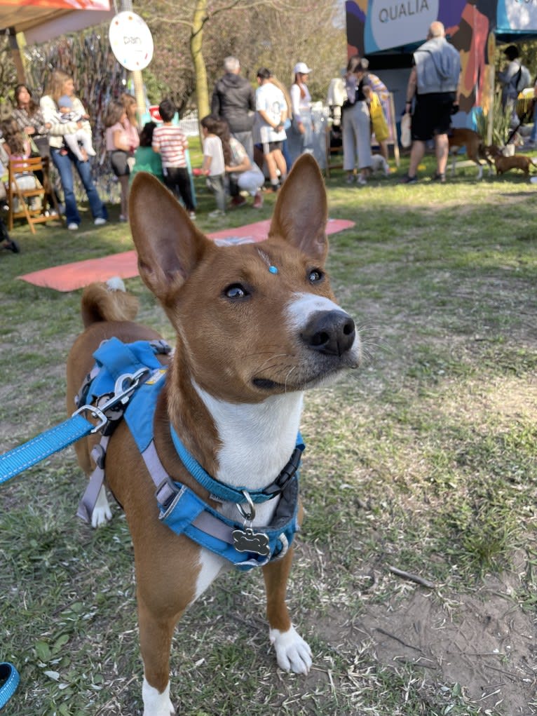 Chimichurri, a Basenji tested with EmbarkVet.com