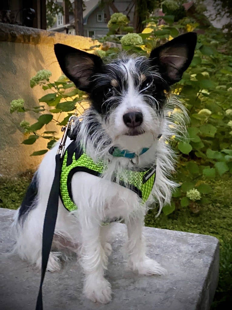 Ralphie, a Chihuahua and Yorkshire Terrier mix tested with EmbarkVet.com