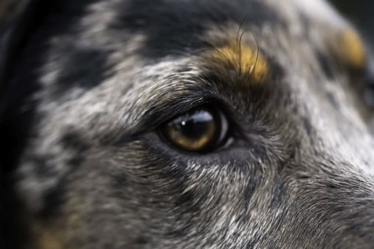 Dakota, an American Leopard Hound and Labrador Retriever mix tested with EmbarkVet.com