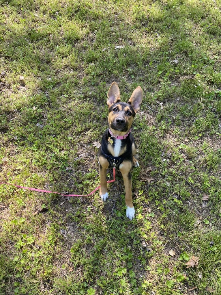 Lola, a German Shepherd Dog and American Pit Bull Terrier mix tested with EmbarkVet.com