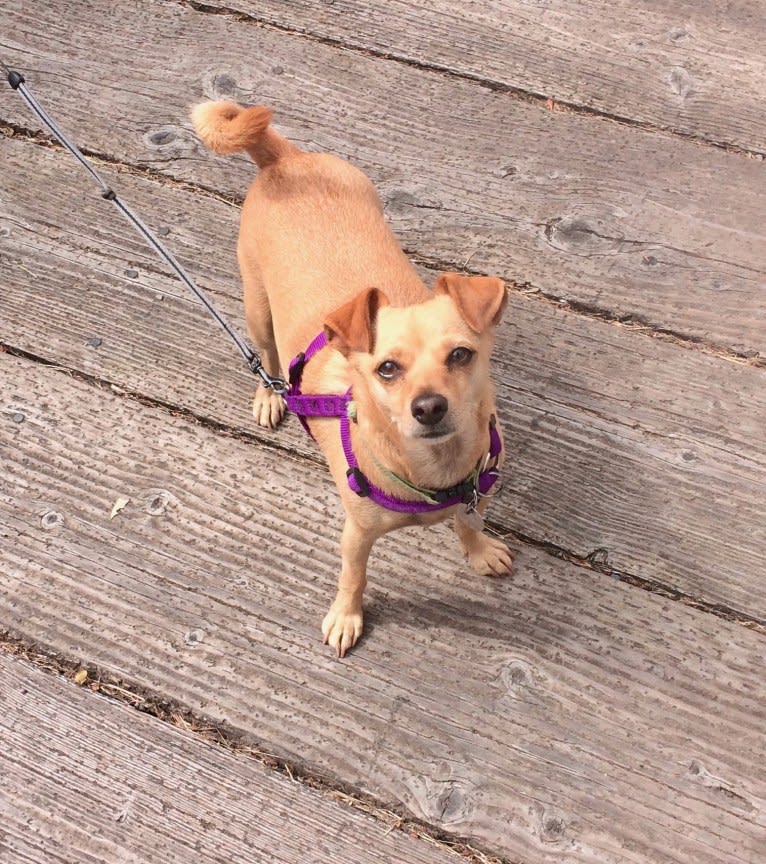 Coopie, a Pomeranian and Chihuahua mix tested with EmbarkVet.com