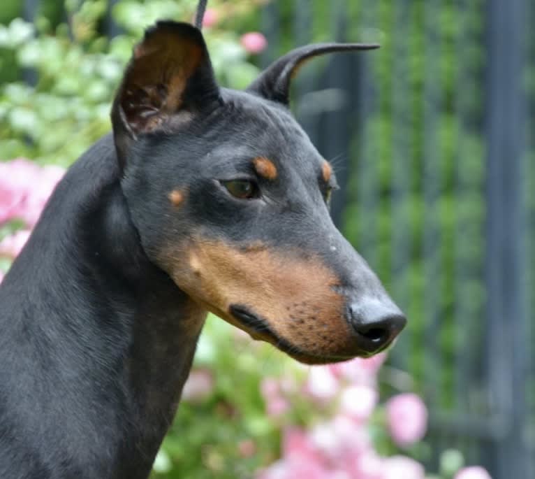 Brinkley, a Manchester Terrier (Standard) tested with EmbarkVet.com