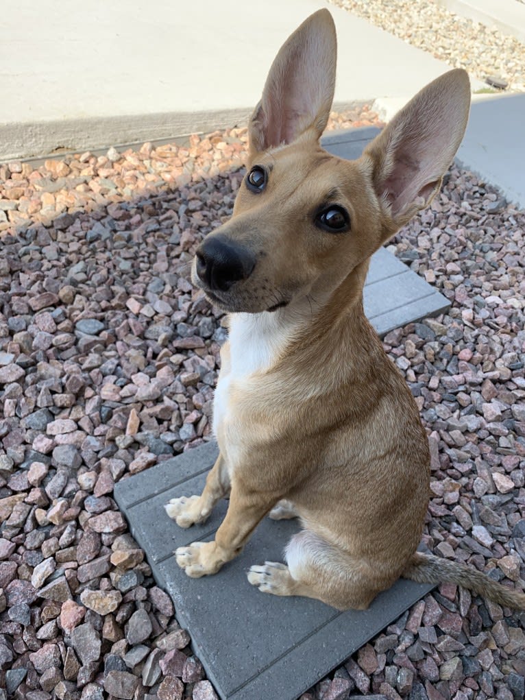 Lady Nala Bear BCF, a Carolina Dog tested with EmbarkVet.com