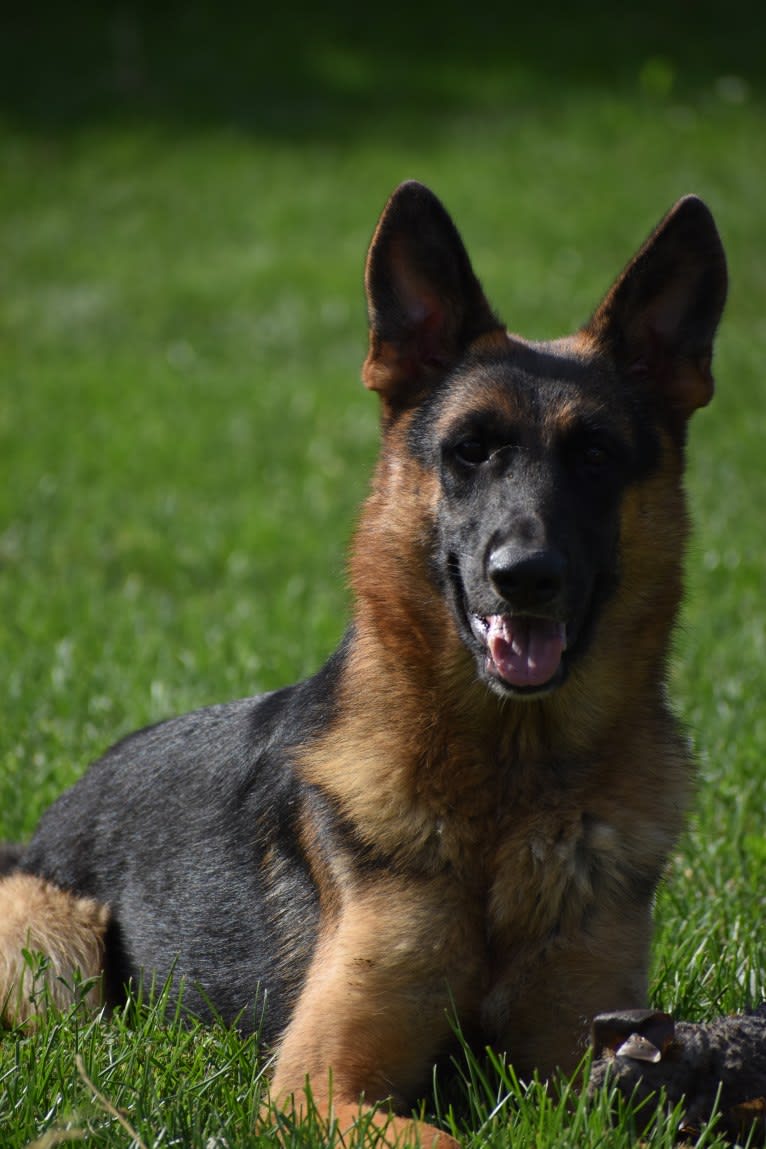 Bling, a German Shepherd Dog tested with EmbarkVet.com