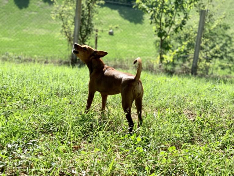 Phoebe, an European Village Dog and Miniature Pinscher mix tested with EmbarkVet.com