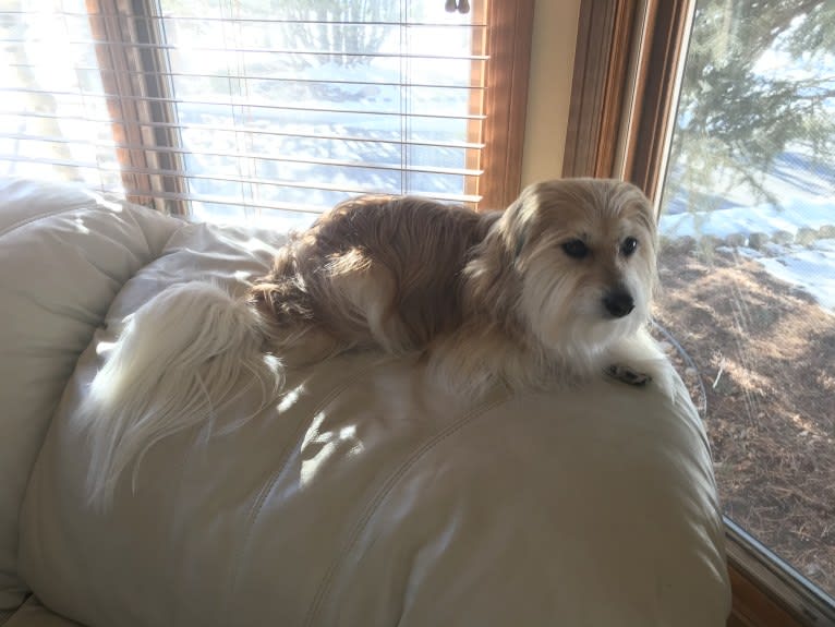 Winham’s Cowboy Cody of Cowgirl Cotons, a Coton de Tulear tested with EmbarkVet.com