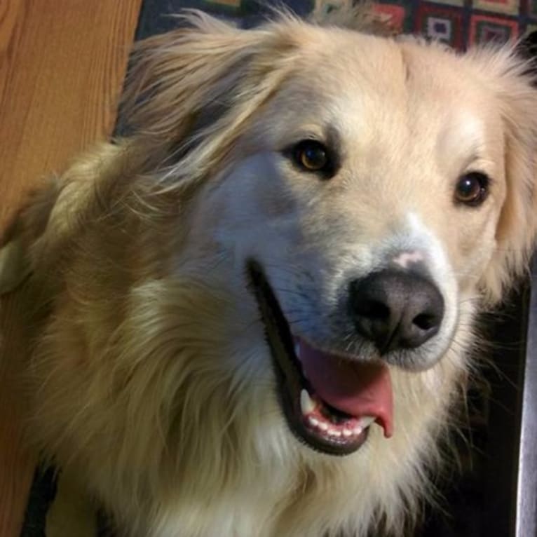 Piccolo, a Staffordshire Terrier and Labrador Retriever mix tested with EmbarkVet.com