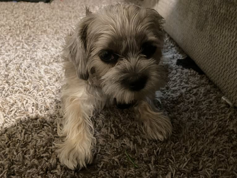 Boop, a Shih Tzu and Miniature Schnauzer mix tested with EmbarkVet.com