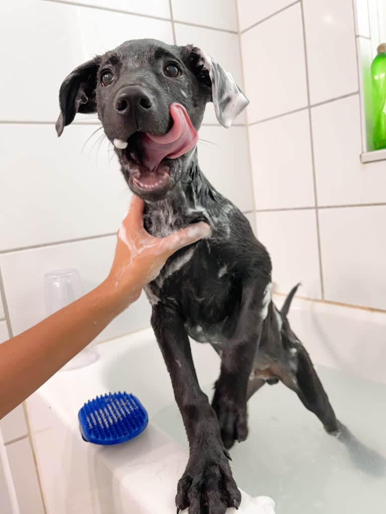 Onyx, a Labrador Retriever and American Pit Bull Terrier mix tested with EmbarkVet.com