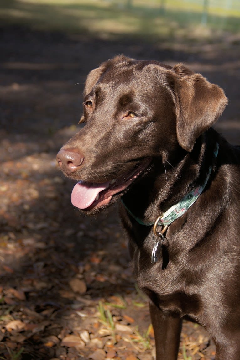 Winnie, a Labrador Retriever tested with EmbarkVet.com