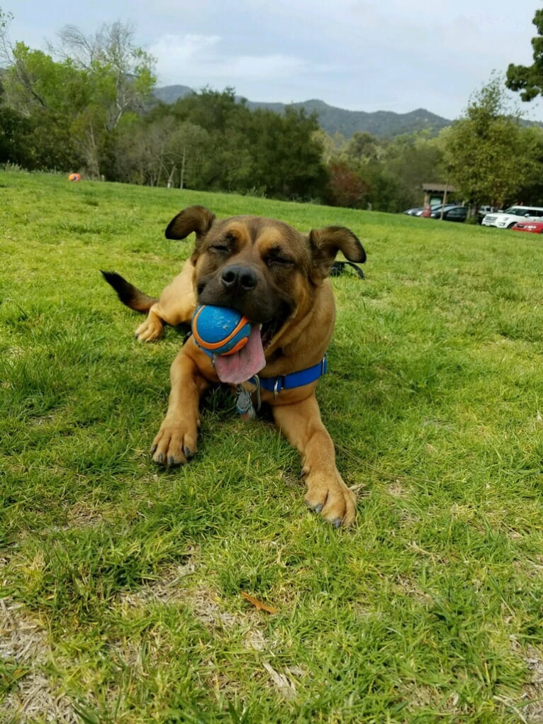 Jax, an American Pit Bull Terrier and Chow Chow mix tested with EmbarkVet.com