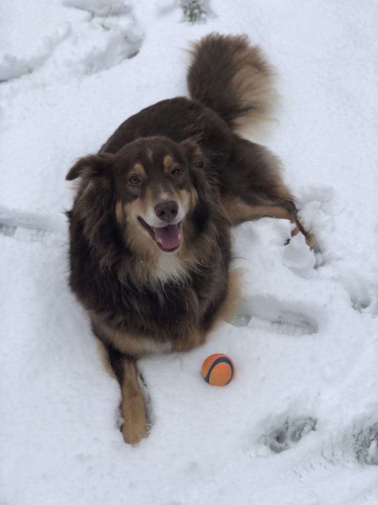 Rosie O'Doggell, an Australian Shepherd and German Shepherd Dog mix tested with EmbarkVet.com