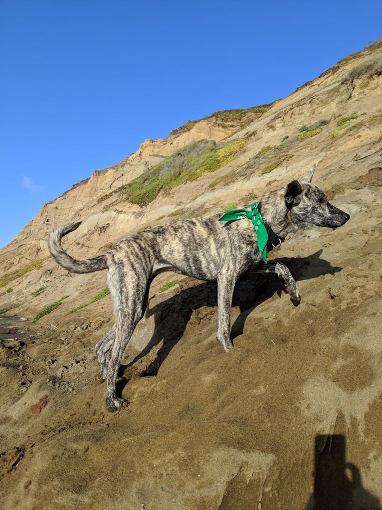 Molly, a Formosan Mountain Dog tested with EmbarkVet.com