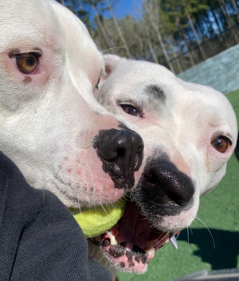 Tiptoe, an American Pit Bull Terrier and Great Pyrenees mix tested with EmbarkVet.com