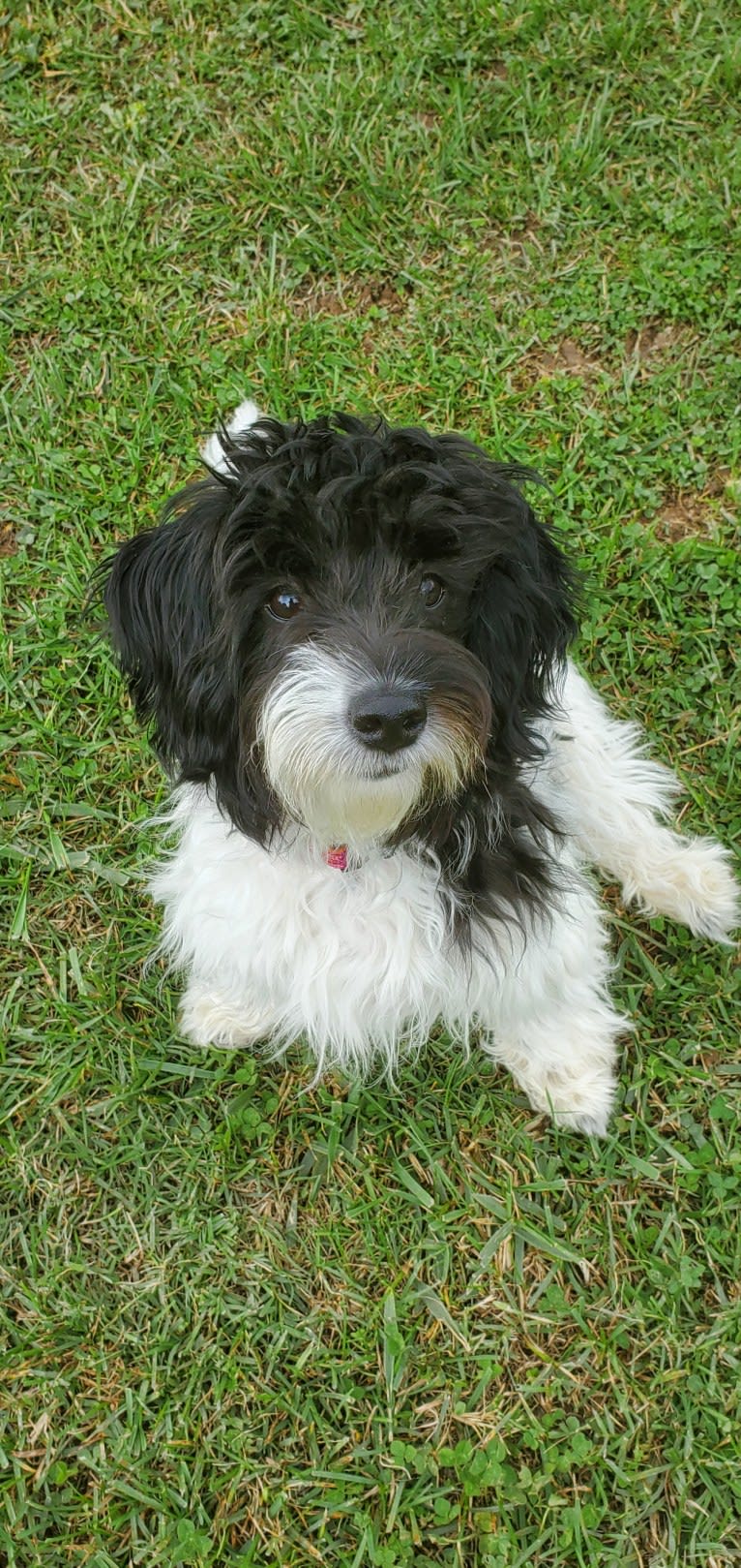 Ellee, a Dachshund and Poodle (Small) mix tested with EmbarkVet.com