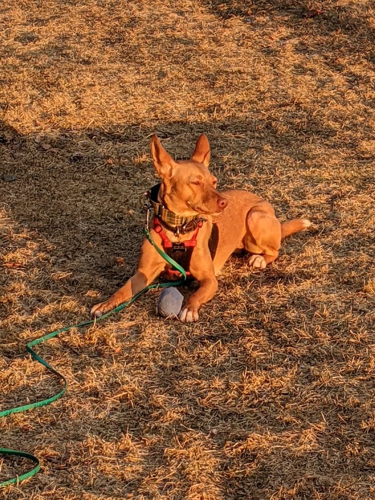 Pepa, a Western European Village Dog tested with EmbarkVet.com