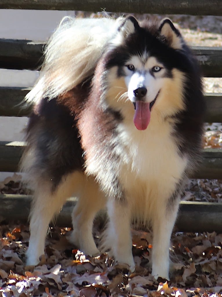 Padfoot, a Siberian Husky tested with EmbarkVet.com