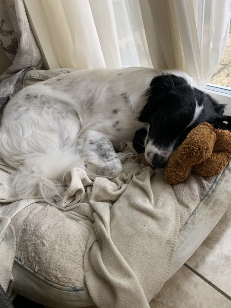 Oliver, a Border Collie and Australian Shepherd mix tested with EmbarkVet.com