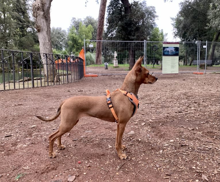 Phoebe, an European Village Dog and Miniature Pinscher mix tested with EmbarkVet.com