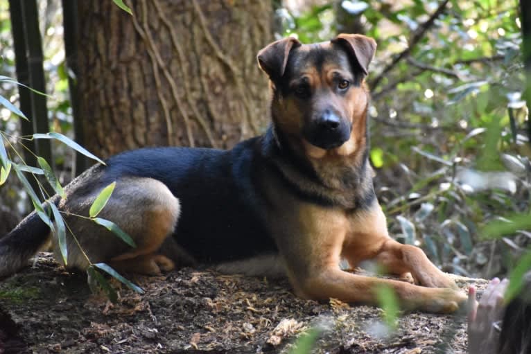 Kaydo, a German Shepherd Dog and Labrador Retriever mix tested with EmbarkVet.com