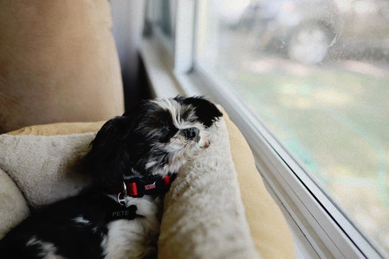 Texas Pete, a Shih Tzu and Maltese mix tested with EmbarkVet.com